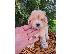 PoulaTo: Κουτάβια Maltipoo